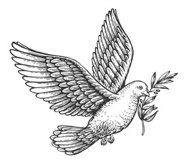Flying peace dove with olive branch. Spiritual purity symbol sketch. Vector illustration in vintage engraving style - obrazy, fototapety, plakaty
