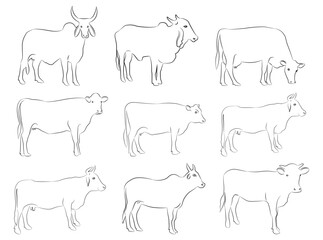Cow set. Cow silhouette black white isolated hand drawn vector illustration.Vector silhouettes of cows, different poses, black color, isolated on white background