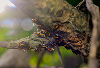 A macro closeup shot of bugs called Harlequin Cabbage Bug while mating. Harlequin bug or cotton harlequin bug (Tectocoris diophthalmus) is starting its daily activities in nature.