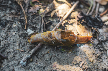 Broken shell Snail crawling with pebbles, Garden snail. A snail with a broken shell.