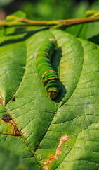 The green caterpillar of the moth, bright-line brown eye, eating a leaf, major pest in vegetable crops in the garden in the summer, spoil the harvest. selective focus.