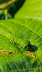 The green caterpillar of the moth, bright-line brown eye, eating a leaf, major pest in vegetable crops in the garden in the summer, spoil the harvest. selective focus.