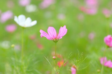 Fototapeta premium pink cosmos in full blooming