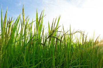 Obraz premium Blooming rice flowers in rice field with soft orange light in the morning.