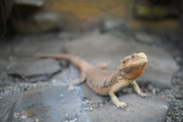 Iguana reptile standing on a stone, close-up.