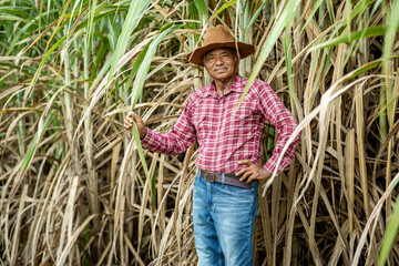 Portrait elderly Asian farmer wearing a shirt and cowboy hat stands looking at camera in sugar cane...