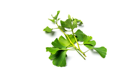 Ginkgo Biloba Leaves