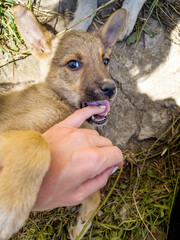 Cute Brown  Baby Stray Dog Outdoor