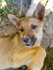 Cute Brown  Baby Stray Dog Outdoor 