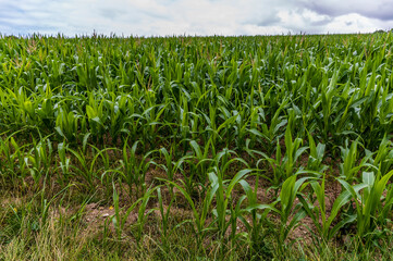 A view of maize growing beside the River Nevern estuary at low tide near Newport, Pembrokeshire,...