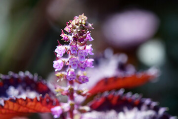 赤ジソの花　9月下旬