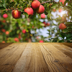 autumn apple orchard background . wood table space