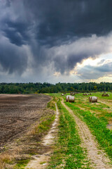 Fototapeta premium landscape with a road and sky