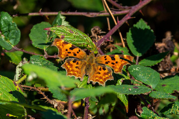 Small tortoiseshell butterfly (Aglais urticae) with wings outstretched resting on a verbena bonariensis flower plant, stock photo image