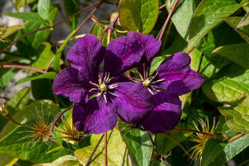 Clematis 'Etoile Violette' summer autumn fall flowering plant with a purple summertime flower, stock photo image