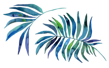 Watercolor tropical palm leaves illustration. Hand-painted. Floral elements, palm leaves.