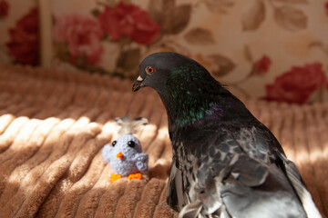 a pigeon on the bed plays with a plush bird toy