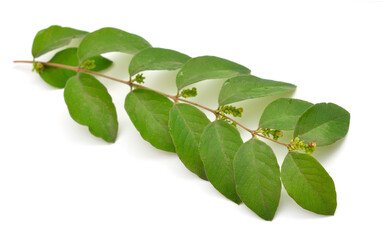 Fototapeta premium Symphoricarpos, commonly known as the snowberry, waxberry, or ghostberry. Isolated on white background.