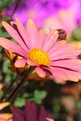 Obraz premium The bright pink and yellow variation of an African Daisy. The flowers from this bush are variegated. This Osteospermum is called Sunny Bella.