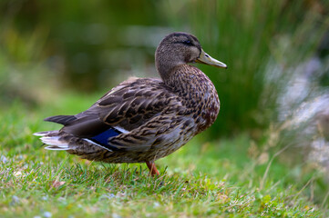 duck on the grass