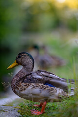 Naklejka na ściany i meble duck in the pond
