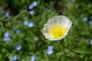 ケシの花