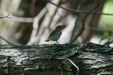 Hermit Thrush standing on a log in a forest