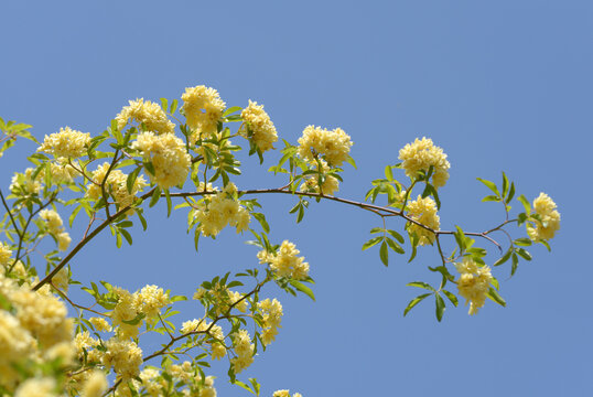 木香茨 Images Browse 95 Stock Photos Vectors And Video Adobe Stock 木香茨 Images Browse 95 Stock Photos Vectors And Video Adobe Stock