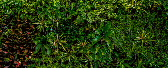 Nature green background, tropical leaf banner or floral forest concept. Herb wall, Plant wall, Natural green wallpaper and background. Nature wall. 