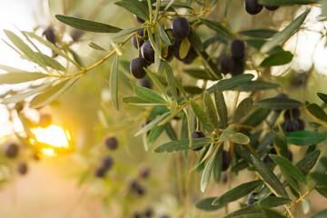 black olives on vnth trees in an olive grove