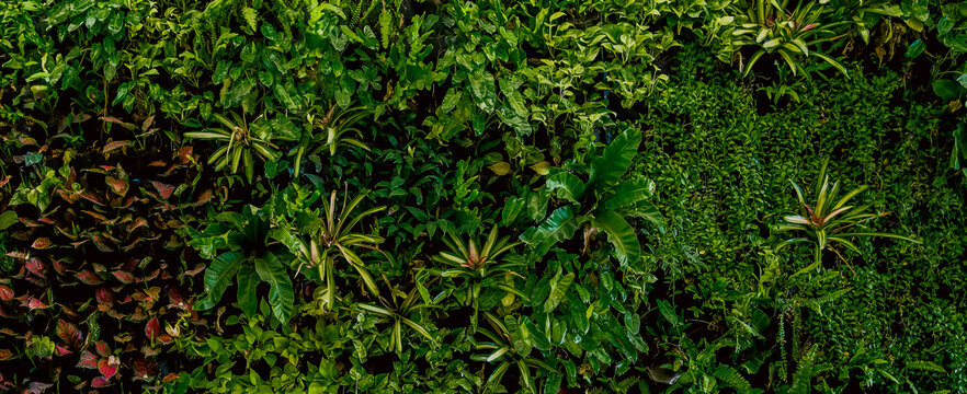 Nature green background, tropical leaf banner or floral forest concept. Herb wall, Plant wall, Natural green wallpaper and background. Nature wall. 