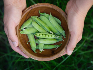 A woman holding freshly harvested green peas in her hands