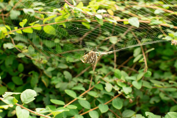 European Spider, Araneus Diadematus, Cross Spider, Crowned Weaver on Its Web closeup