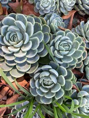 close up of green suculents in a garden