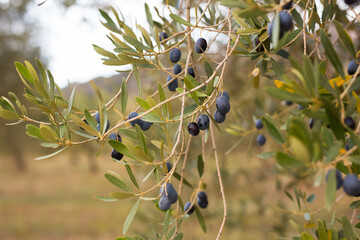 black olives on vnth trees in an olive grove