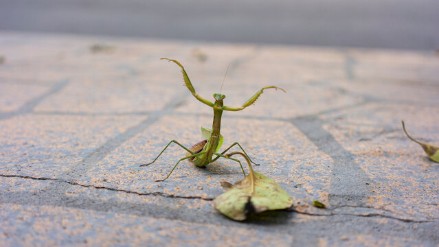 a mantis preparing for attack