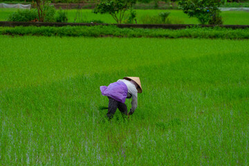 Vietnamese woman working in a rice paddy. Growing rice. Asian agriculture. Traditional work.