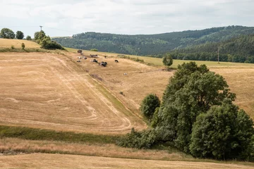 Fotobehang A herd of cows on extremely dry mowed agricultural field in Ore Mountains "Erzgebrige", Saxony during drought of Germany 2022. Forest, blue sky summer trip. Cattle grazing on ranch. © Wenig Boese