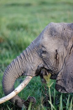 Young foraging elephant in Amboseli National Park, Kenya