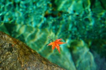 The clear stream of the Niyodo River with deep autumn foliage, Niyodogawa-cho, Agawa district, Kochi Prefecture, Japan