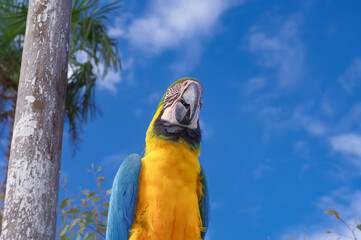 ルリコンゴウインコ