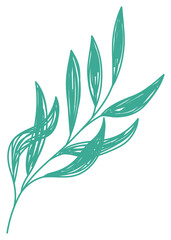 Willow branch. Green leaf sketch. Hand drawn illustration. Pen or marker doodle plant