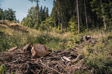 Extreme dry forest in Saxony attacked by bark beetle (scolytinae) during the drought of 2022. Risk for forest fire. Global warming concept. Dead trees.