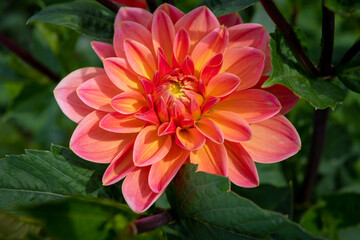 An orange, red and yellow dahlia shown close up with lush greenery surrounding it. The bloom is flawless and fresh.