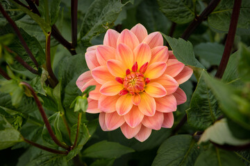 A peach and yellow dahlia fully bloomed shown up close with lush greenery surrounding it. The bloom is fresh and perfect.