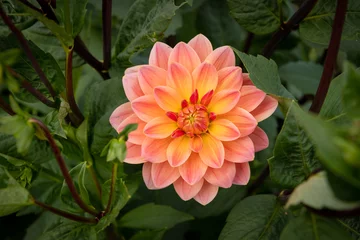  A peach and yellow dahlia fully bloomed shown up close with lush greenery surrounding it. The bloom is fresh and perfect. © Rose Guinther