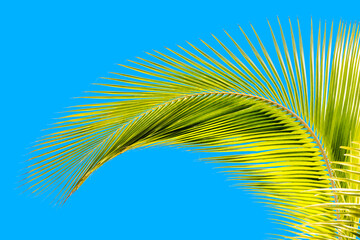 palme verte sur fond bleu 