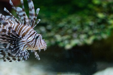 Fototapeta na wymiar Close up photo of lion fish in the sea