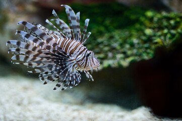 Naklejka na ściany i meble Close up photo of lion fish in the sea