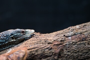 Close up photo of asian water monitor lizard resting and sleeping on tree